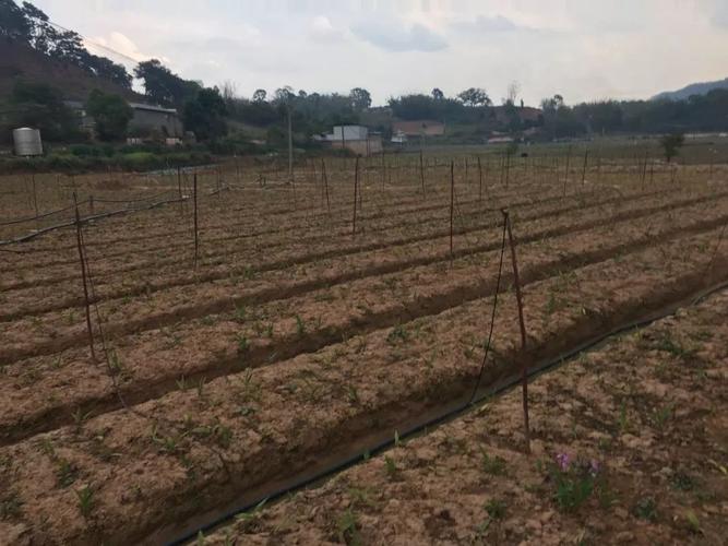 镇沅中药材产业联盟发起单位镇沅圣元堂生物科技开发公司已经启动了