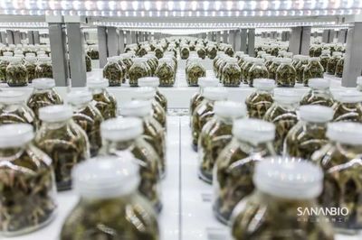 厉害了!植物工厂能种药!