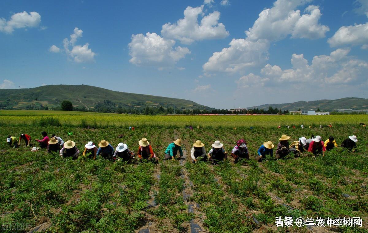 云南大力发展中药材打造全国优质道地药材生产基地