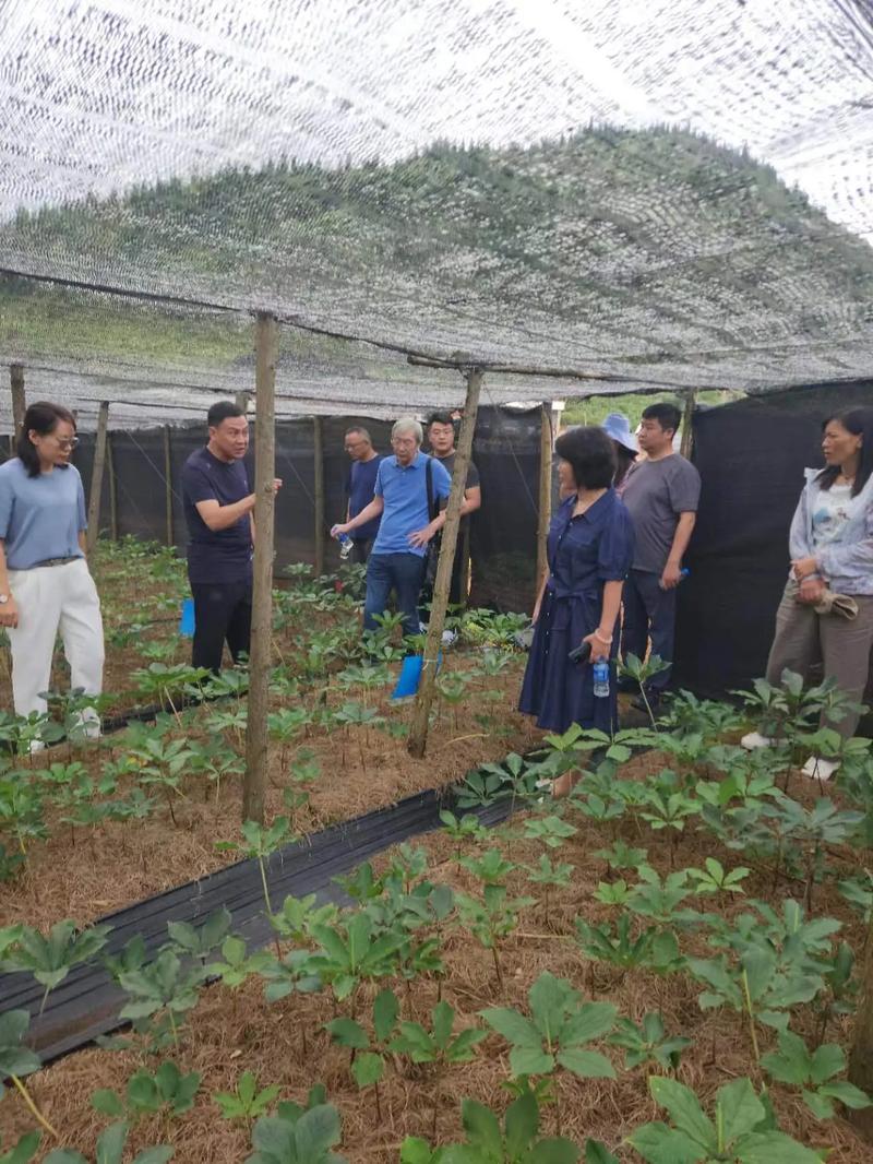 云南福双生物科技开发中药材种植基地